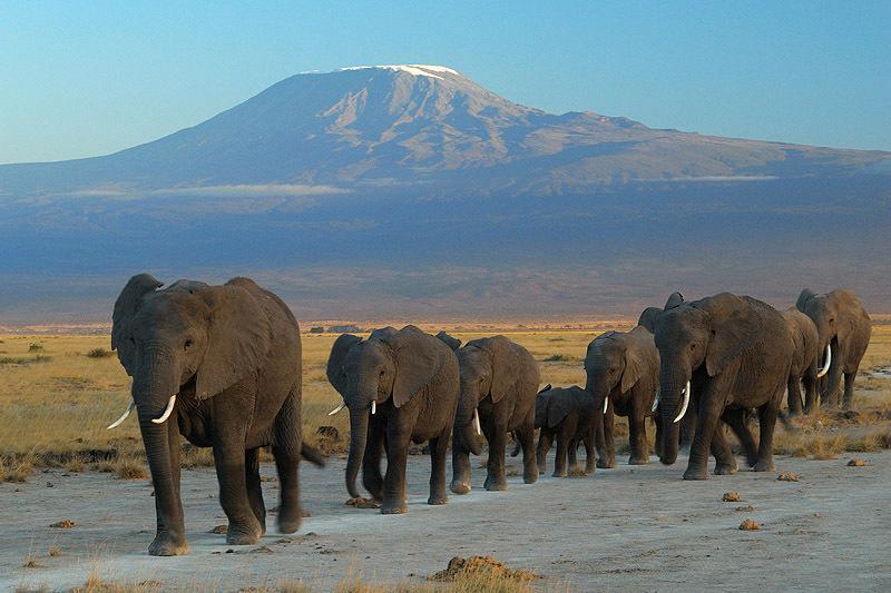 Hotel Maasai Simba Camp Amboseli Zewnętrze zdjęcie