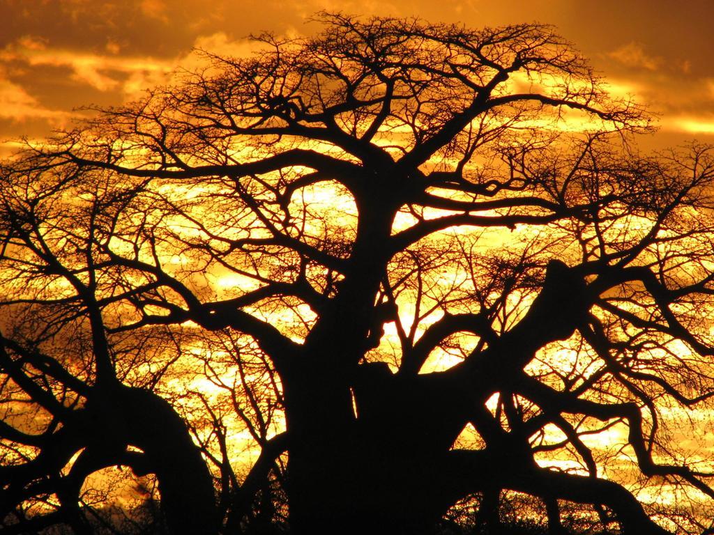 Hotel Maasai Simba Camp Amboseli Zewnętrze zdjęcie