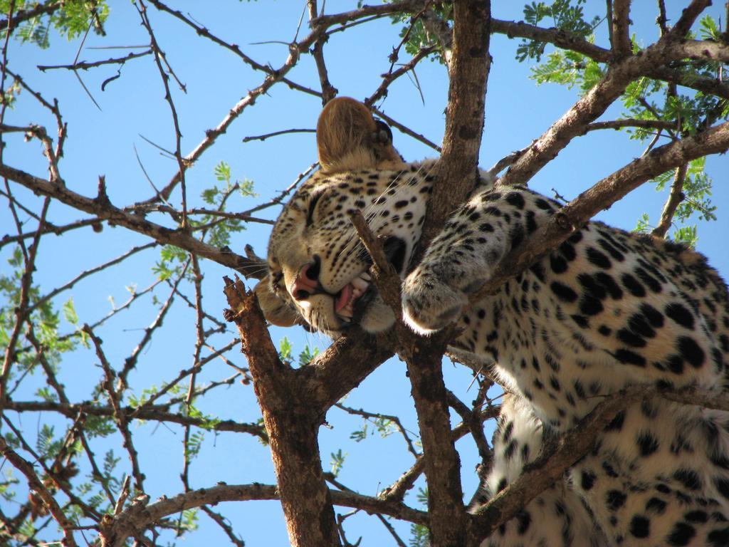 Hotel Maasai Simba Camp Amboseli Zewnętrze zdjęcie