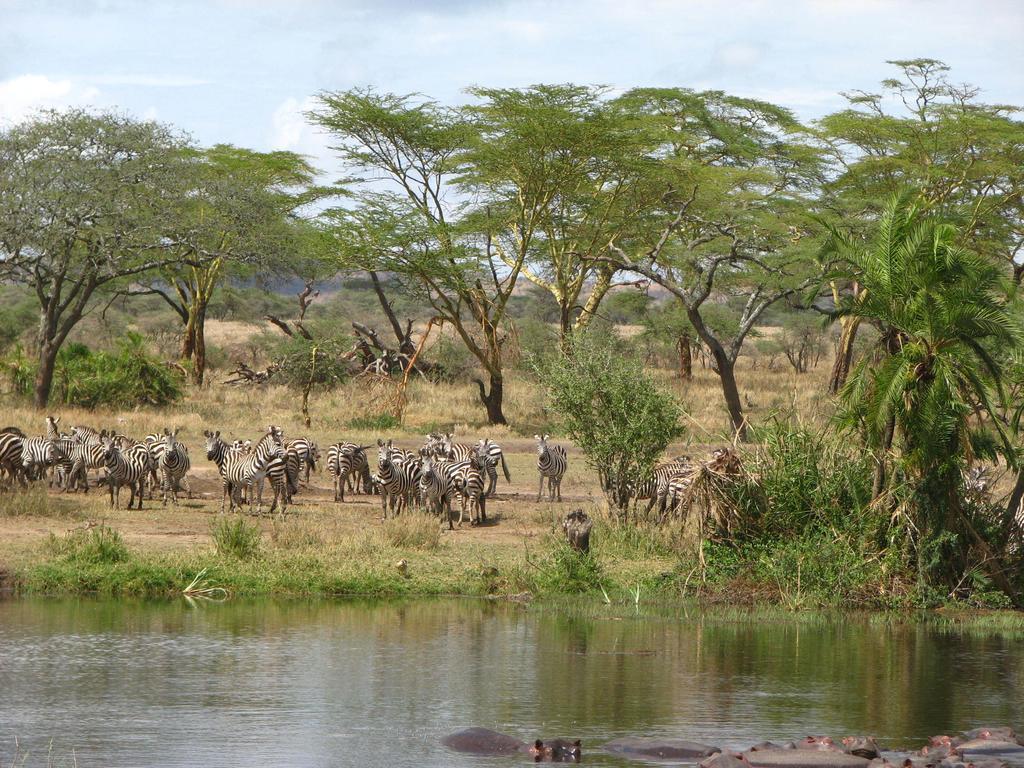 Hotel Maasai Simba Camp Amboseli Zewnętrze zdjęcie